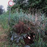 Wildau Gruenablagerung_b_2018_09_11_Herr Starke.jpg