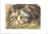 Wildkatze von Sigrid Tilgner verkleinert.jpg