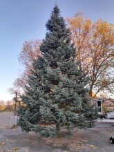 Weihnachtsbaum für den Marktplatz.jpg